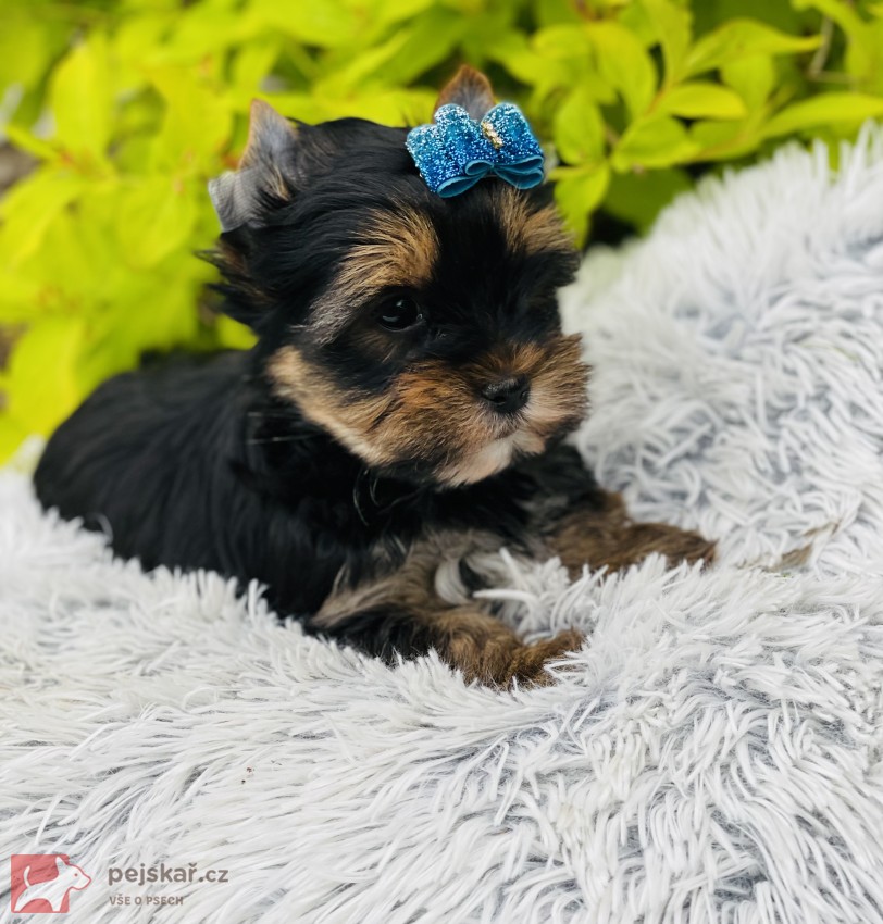 Jorkšírský teriér bez PP