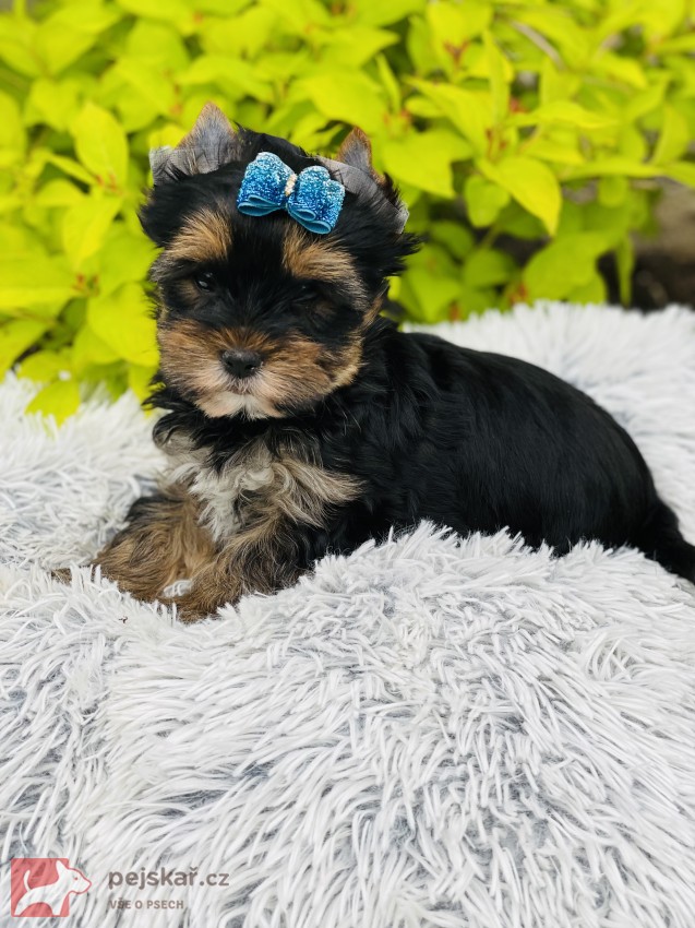 Jorkšírský teriér bez PP