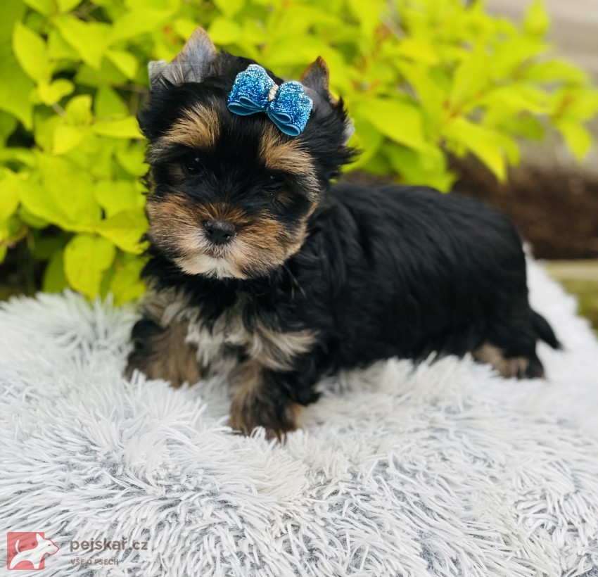 Jorkšírský teriér bez PP