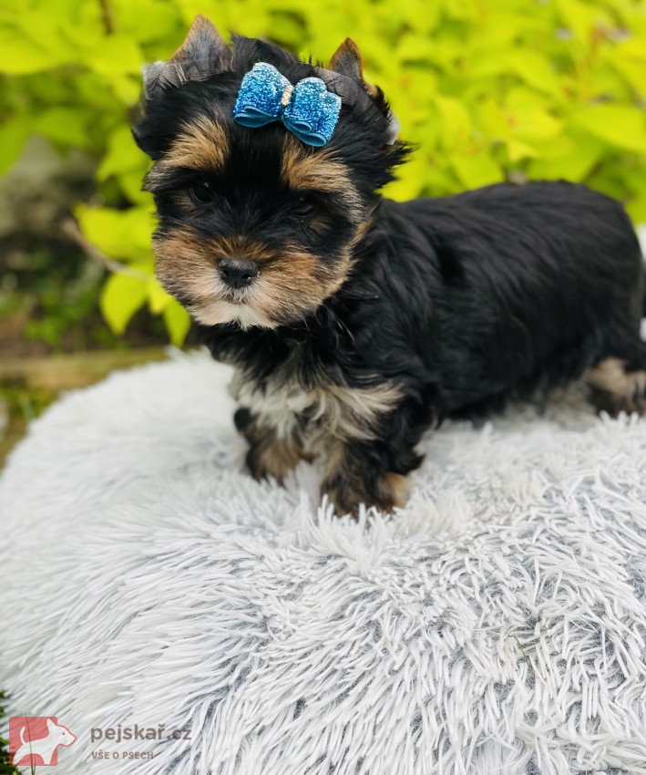 Jorkšírský teriér bez PP