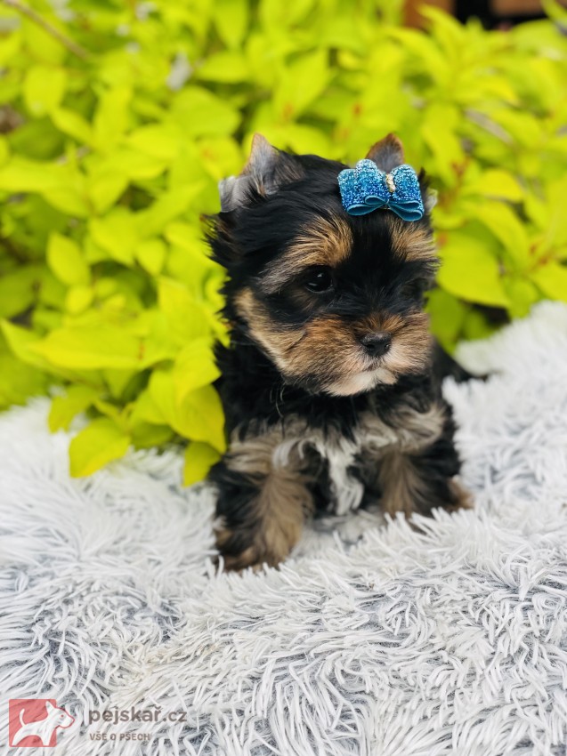 Jorkšírský teriér bez PP