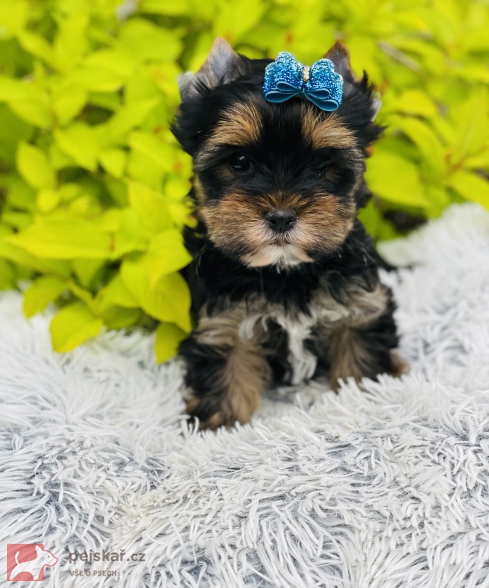 Jorkšírský teriér bez PP