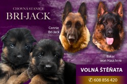 německý ovčák -krásná štěňátka s PP černá se znaky