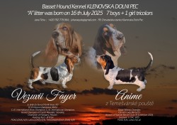 Basset Hound štěňátka s PP k odběru od 5. 9. 2025