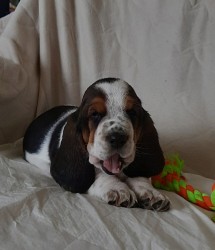 Basset Hound štěňátka s PP k odběru od 5. 9. 2025