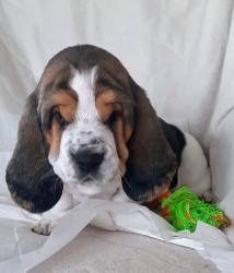 Basset Hound štěňátka s PP k odběru od 5. 9. 2025