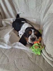 Basset Hound štěňátka s PP k odběru od 5. 9. 2025