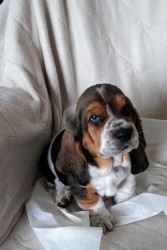 Basset Hound štěňátka s PP k odběru od 5. 9. 2025