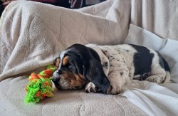 Basset Hound štěňátka s PP k odběru od 5. 9. 2025