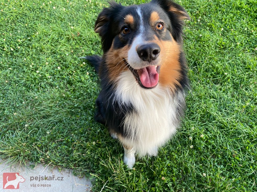 Pejsek hledá nového pána