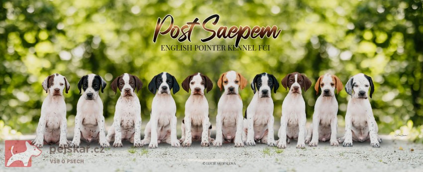 Anglický Pointer štěňata s PP