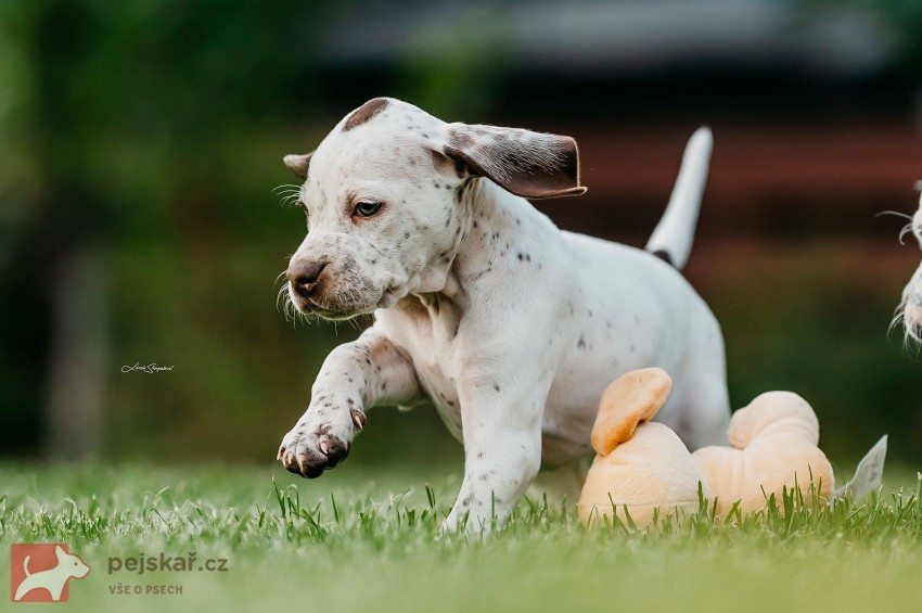 Anglický Pointer štěňata s PP