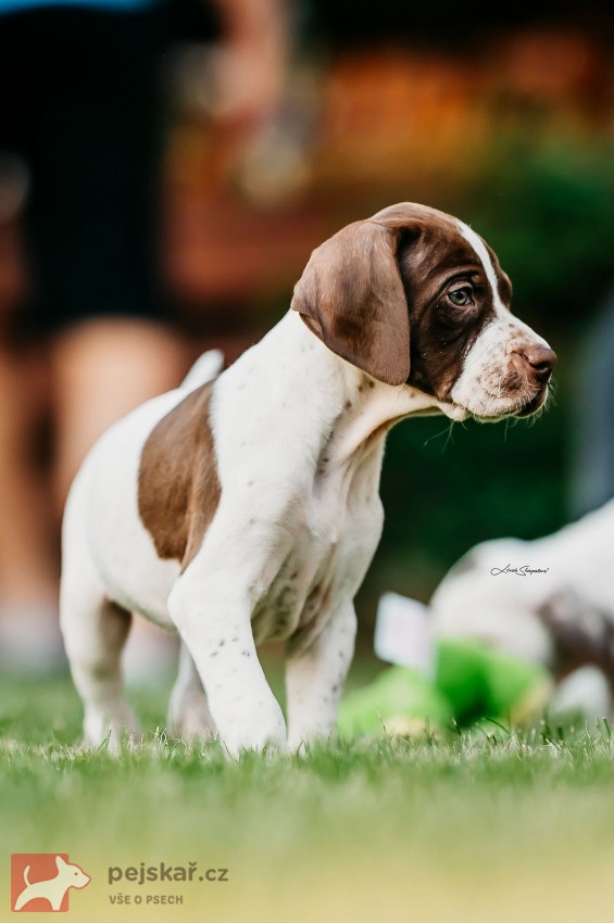 Anglický Pointer štěňata s PP