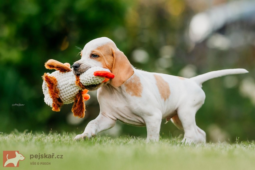 Anglický Pointer štěňata s PP
