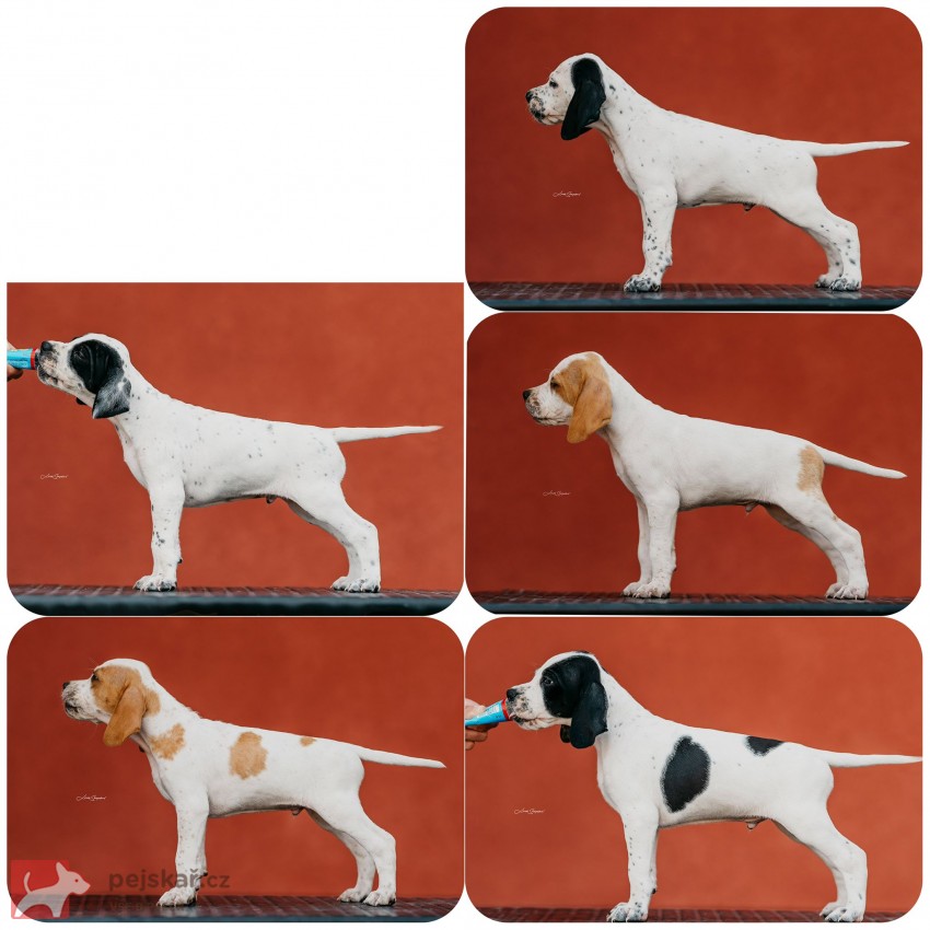 Anglický Pointer štěňata s PP