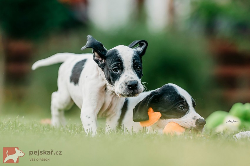 Anglický Pointer štěňata s PP