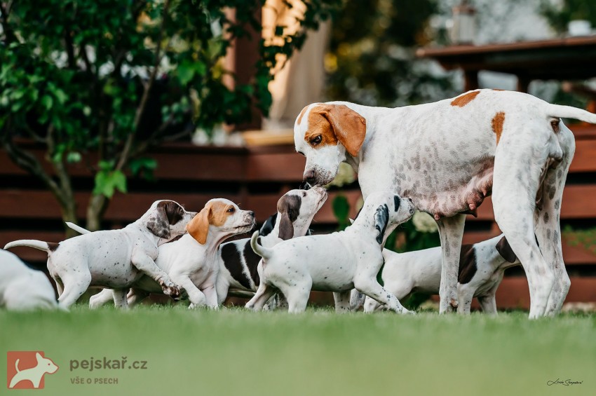Anglický Pointer štěňata s PP