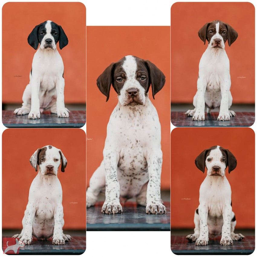 Anglický Pointer štěňata s PP