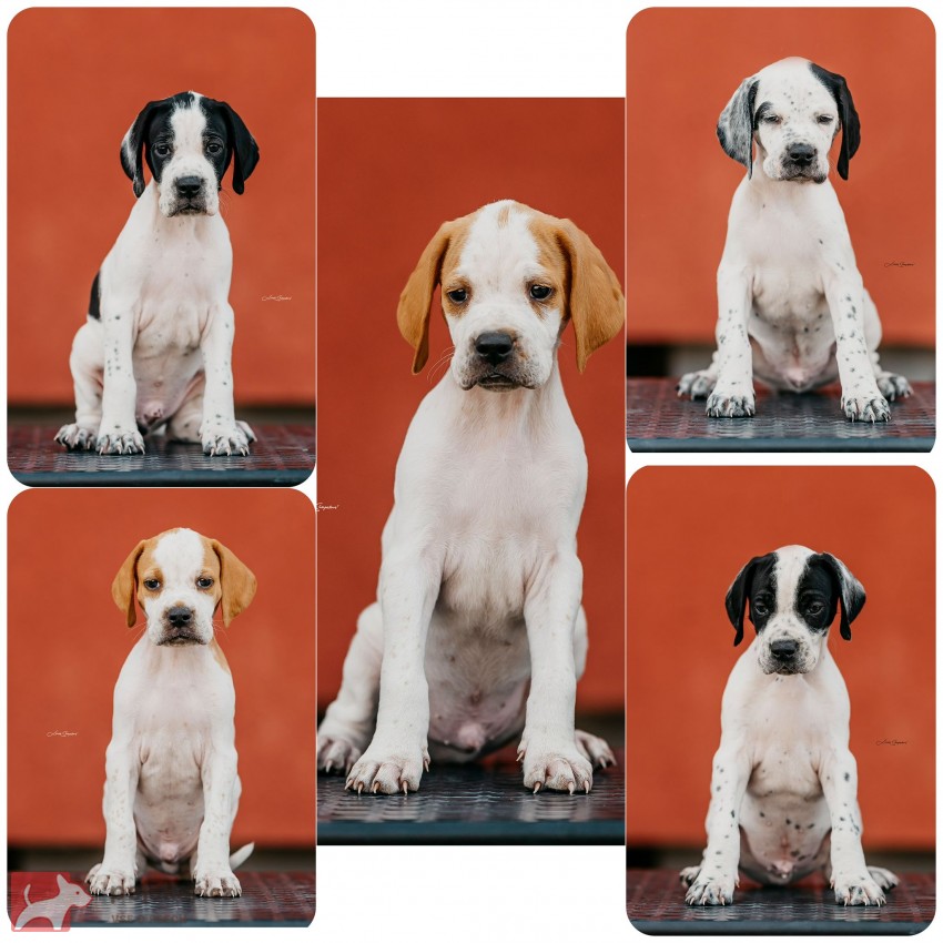 Anglický Pointer štěňata s PP