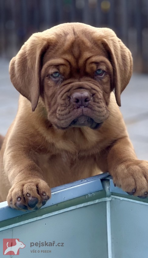 Bordeauxská doga s PP