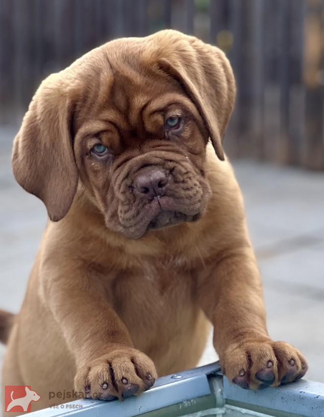 Bordeauxská doga s PP