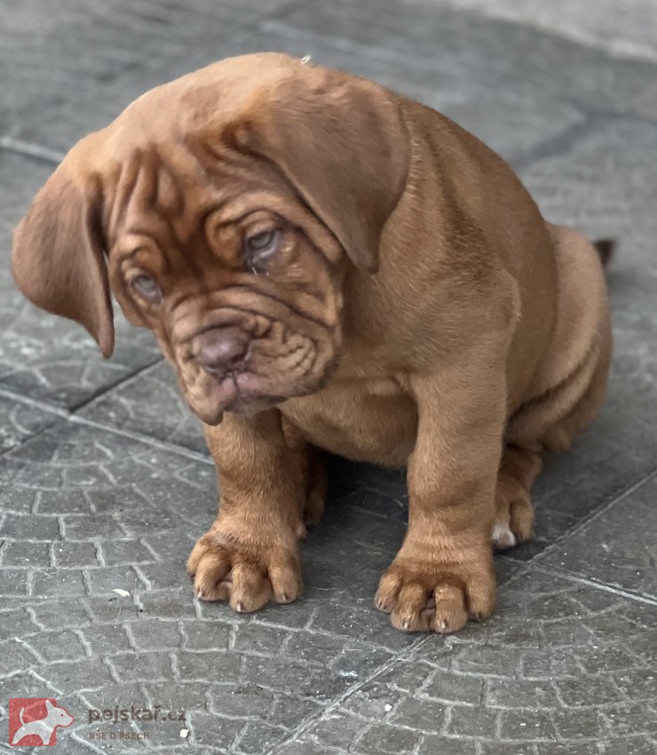 Bordeauxská doga s PP