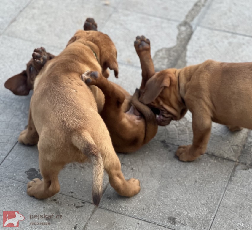 Bordeauxská doga s PP