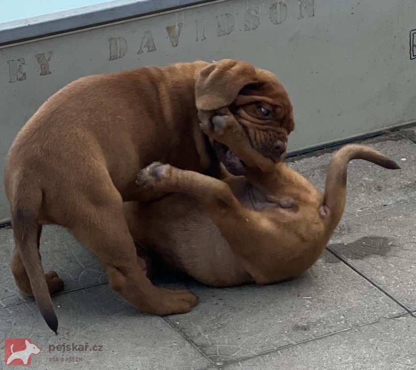 Bordeauxská doga s PP