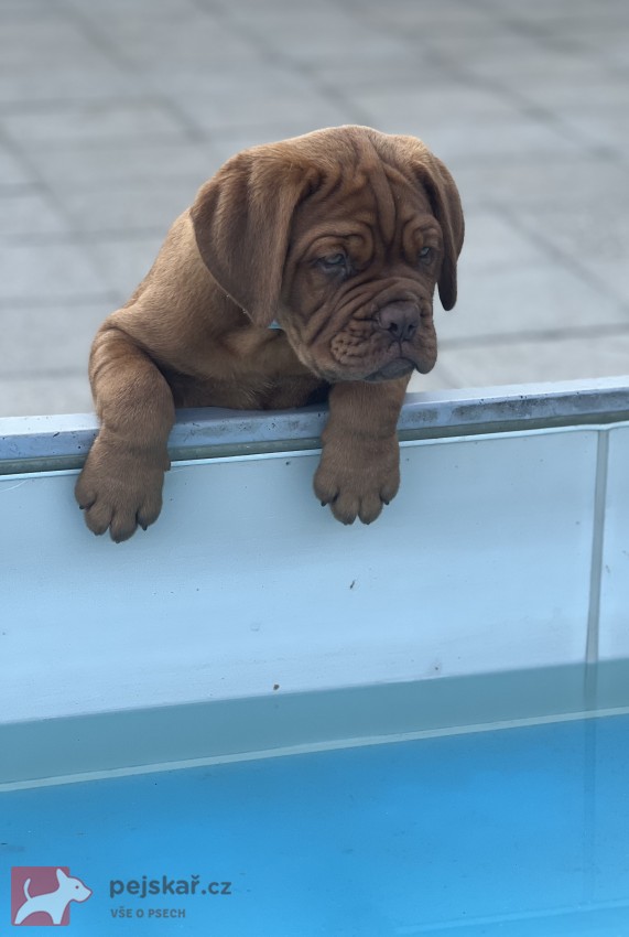 Bordeauxská doga s PP