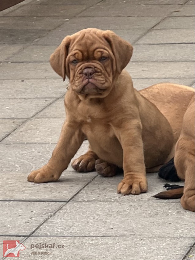 Bordeauxská doga s PP
