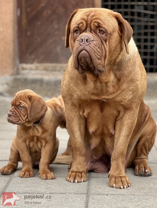 Bordeauxská doga s PP