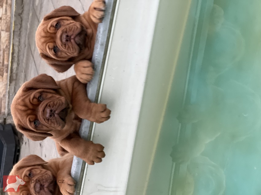 Bordeauxská doga s PP