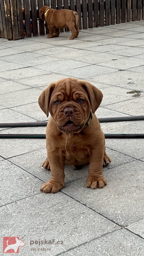 Bordeauxská doga s PP