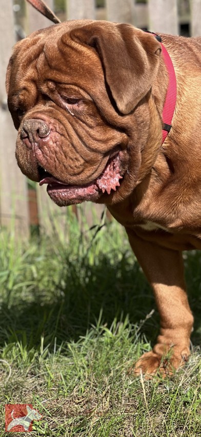 Bordeauxská doga s PP