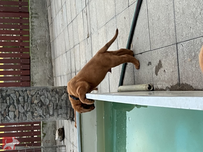 Bordeauxská doga s PP