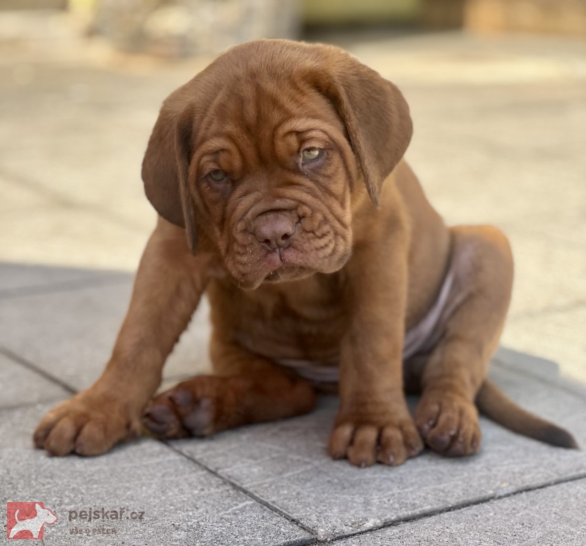 Bordeauxská doga s PP