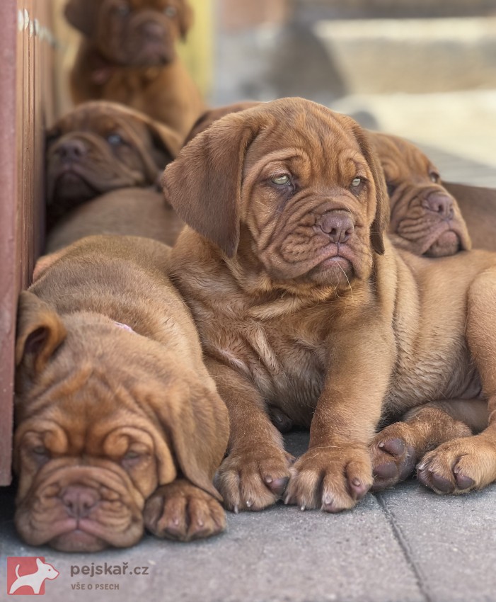 Bordeauxská doga s PP