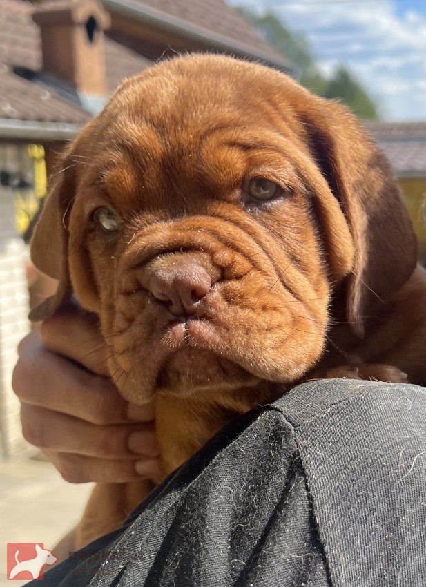 Bordeauxská doga s PP