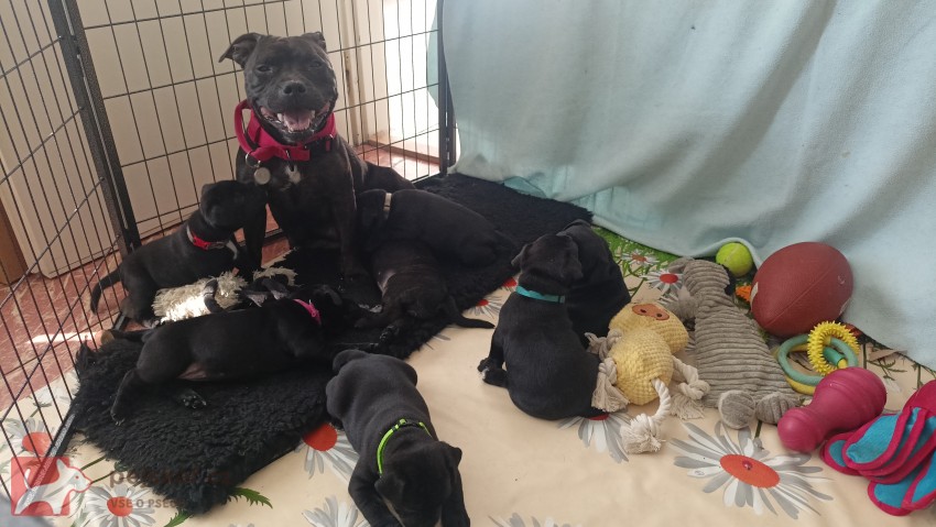 Štěňátka stafbulíčků od 20.9.