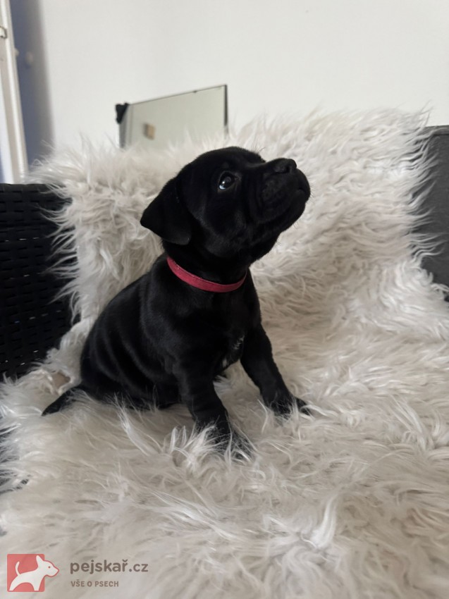 Štěňátka stafbulíčků od 20.9.