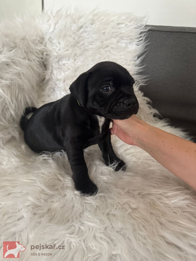 Štěňátka stafbulíčků od 20.9.