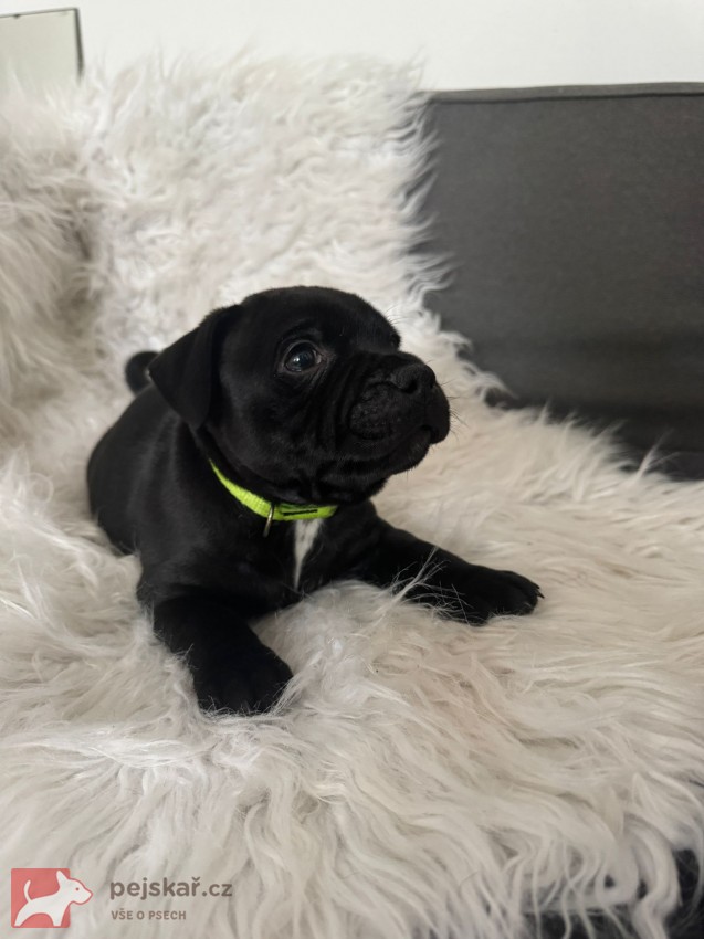 Štěňátka stafbulíčků od 20.9.