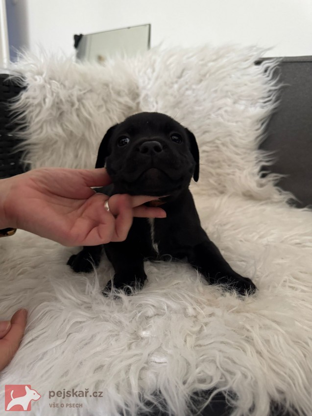 Štěňátka stafbulíčků od 20.9.