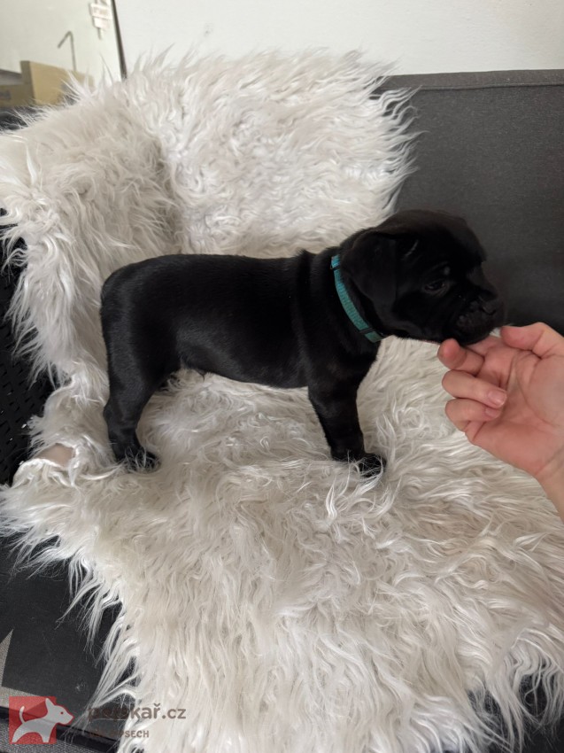 Štěňátka stafbulíčků od 20.9.