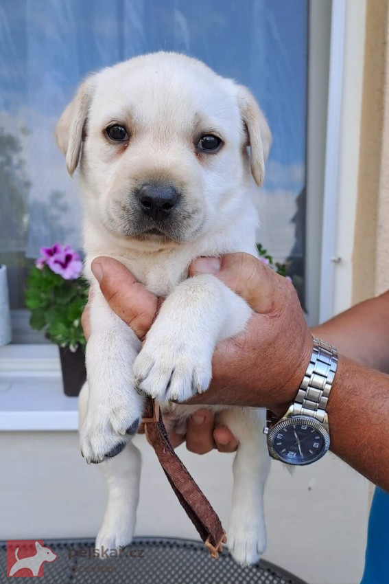 Labrador - štěňátka s PP