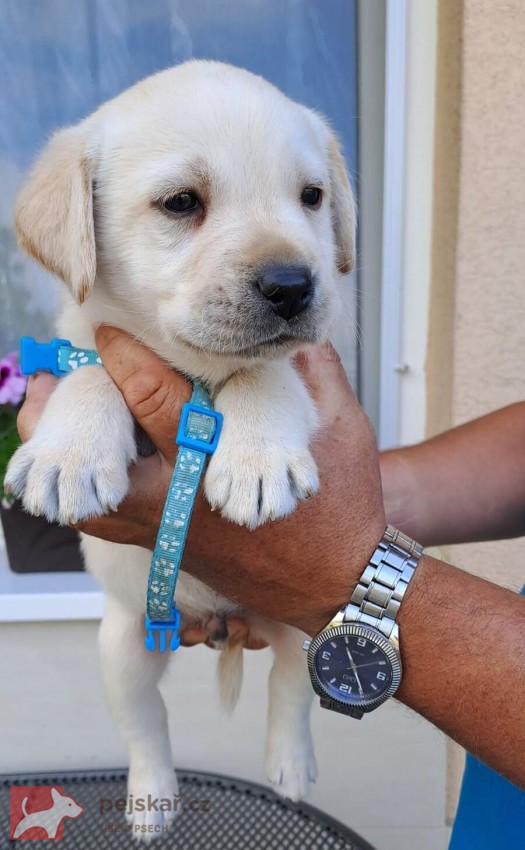 Labrador - štěňátka s PP