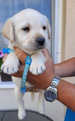 Labrador - štěňátka s PP