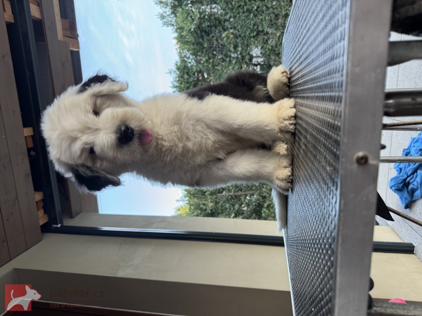 štěně rasy bobtail s pp