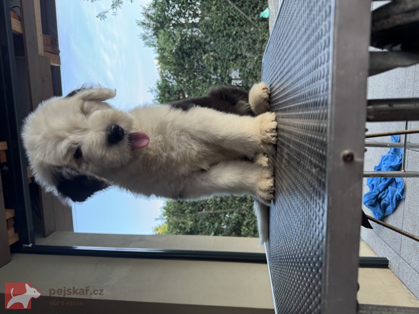 štěně rasy bobtail s pp