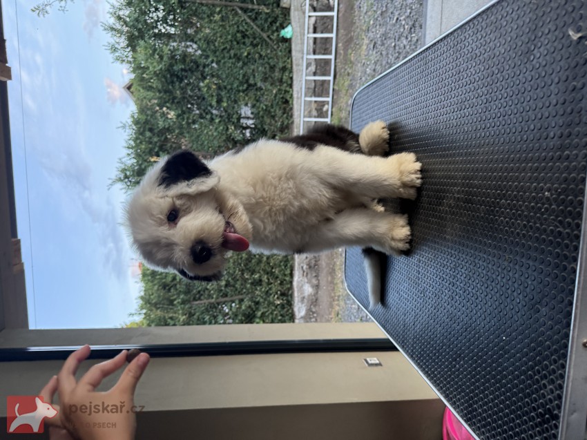 štěně rasy bobtail s pp